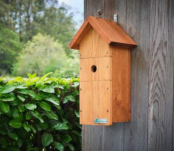 Essential Tips for Placing Your Bird Box