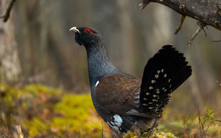 Top 10 Rarest Birds in the UK