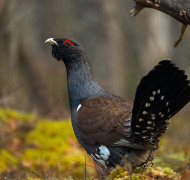 Top 10 Rarest Birds in the UK