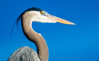 How To Stop Herons Eating Pond Fish