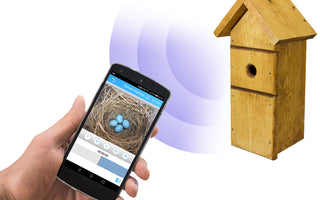Meet The UK's First WiFi Bird Box Camera
