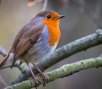 Bird of the Month - Robin