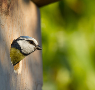 Creating a Bird Paradise: Tips for Attracting Songbirds to Your Outdoor Space