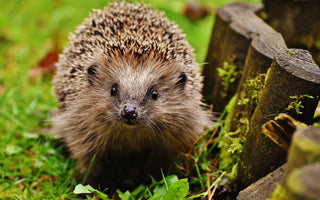 The Plight of Hedgehogs: Are They Endangered?