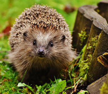 The Plight of Hedgehogs: Are They Endangered?