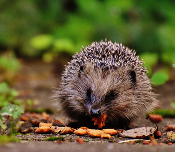 What to feed hedgehogs