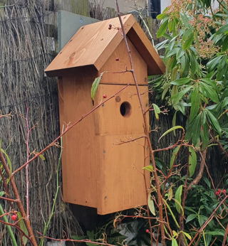 8 Reasons Why You're Not Seeing Birds in Your Bird Box