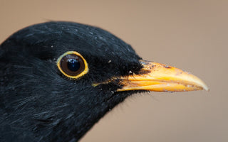 Bird of the Month – Blackbird