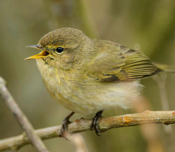 Bird of the Month - Common Chiffchaff