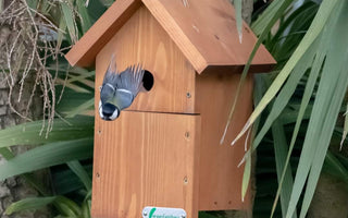Brightening Up Bird Boxes: Shedding Light on Green Feathers' Innovative Solutions