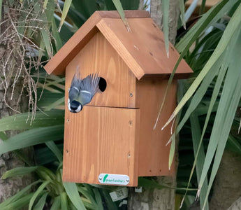 Brightening Up Bird Boxes: Shedding Light on Green Feathers' Innovative Solutions
