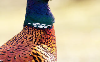 Bird Of the Month - Pheasant