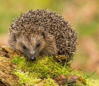 The Best Ways To Attract Hedgehogs To Your Garden