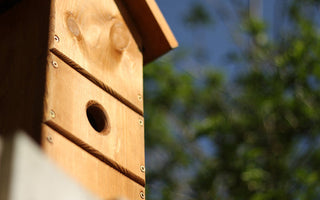 Optimal Placement for Your Bird Box: Eight Essential Tips