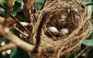 birds nest with eggs