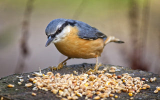 How to Watch Feeding Birds
