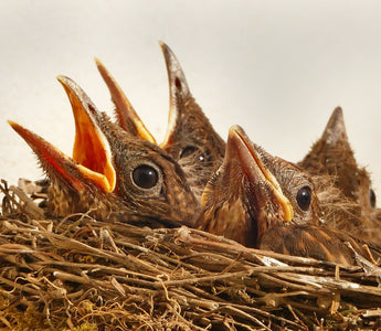hungry baby birds