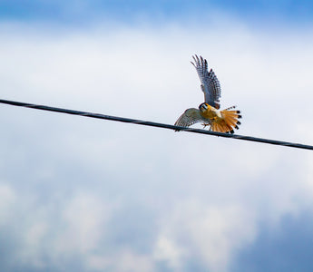 Bird of the Month - Kestrel