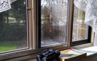 Bird watching at window