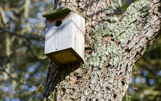 Put Up a Bird Box for National Nest Box Week