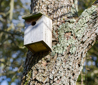 Put Up a Bird Box for National Nest Box Week