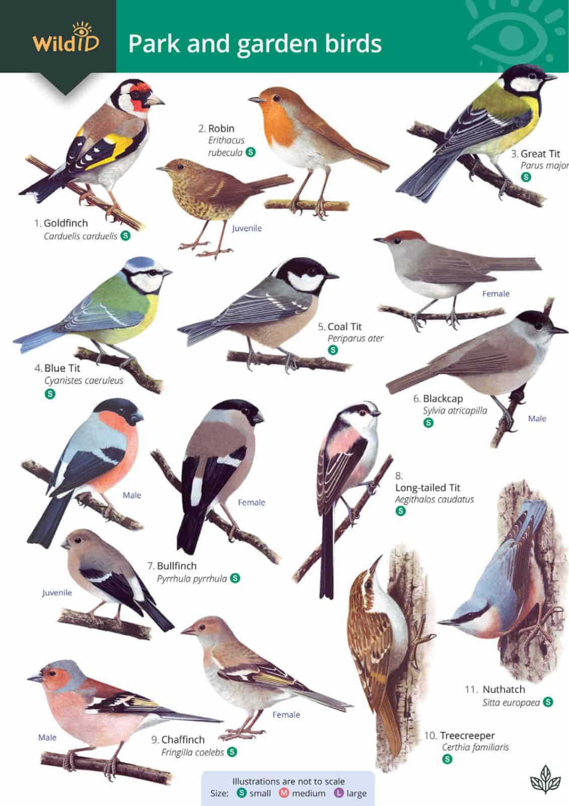 Free Version of Park and Garden Birds Illustrated Chart