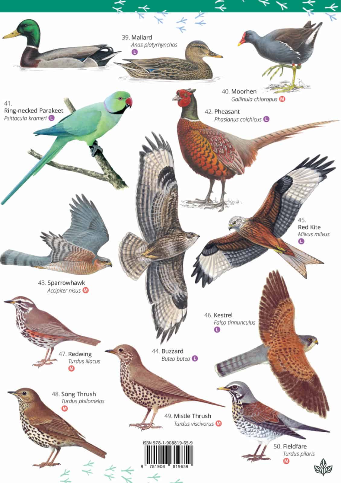 Park and Garden Birds Illustrated Chart
