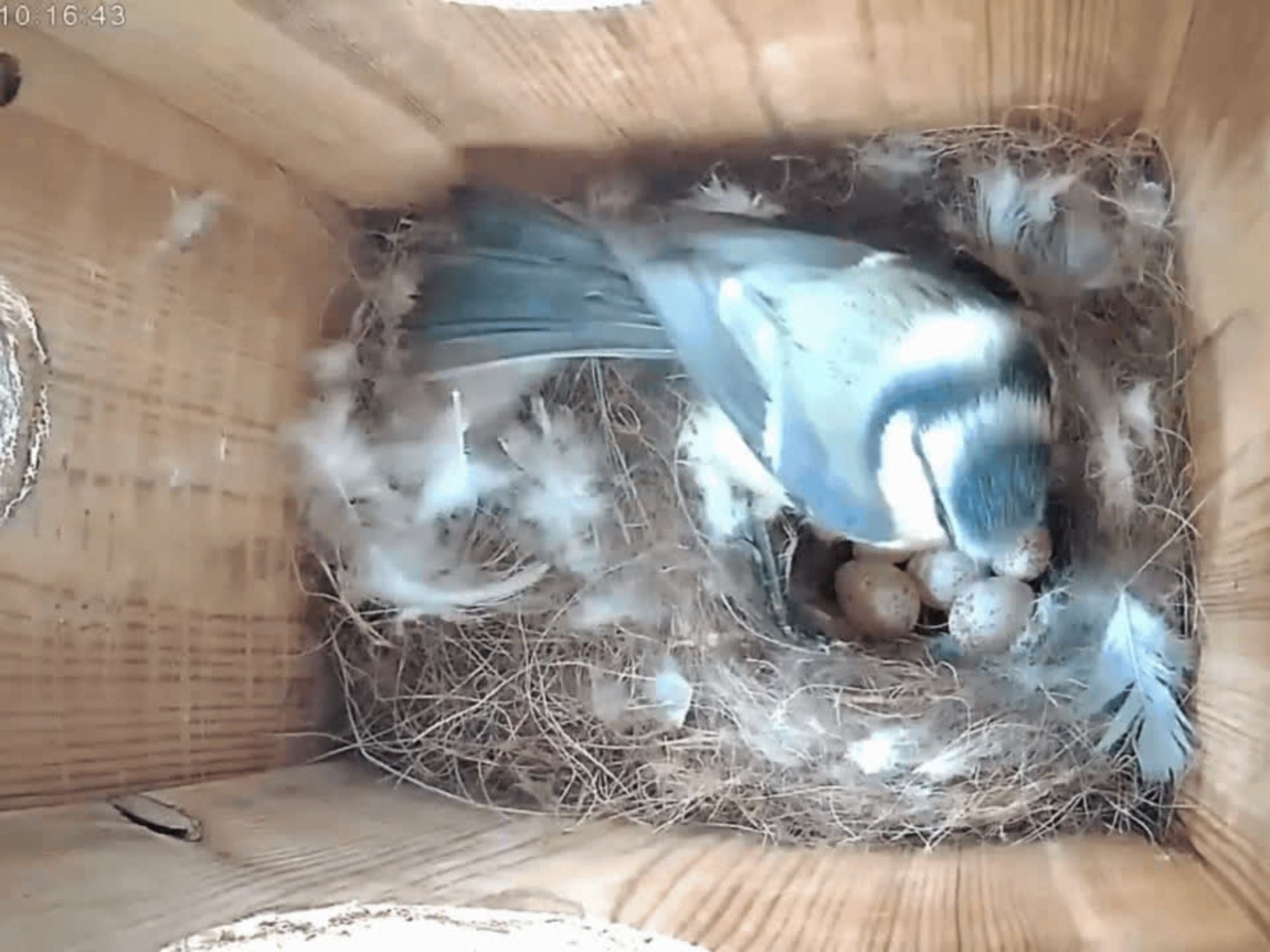 Bird Box & Wildlife Camera with Wireless Transmission