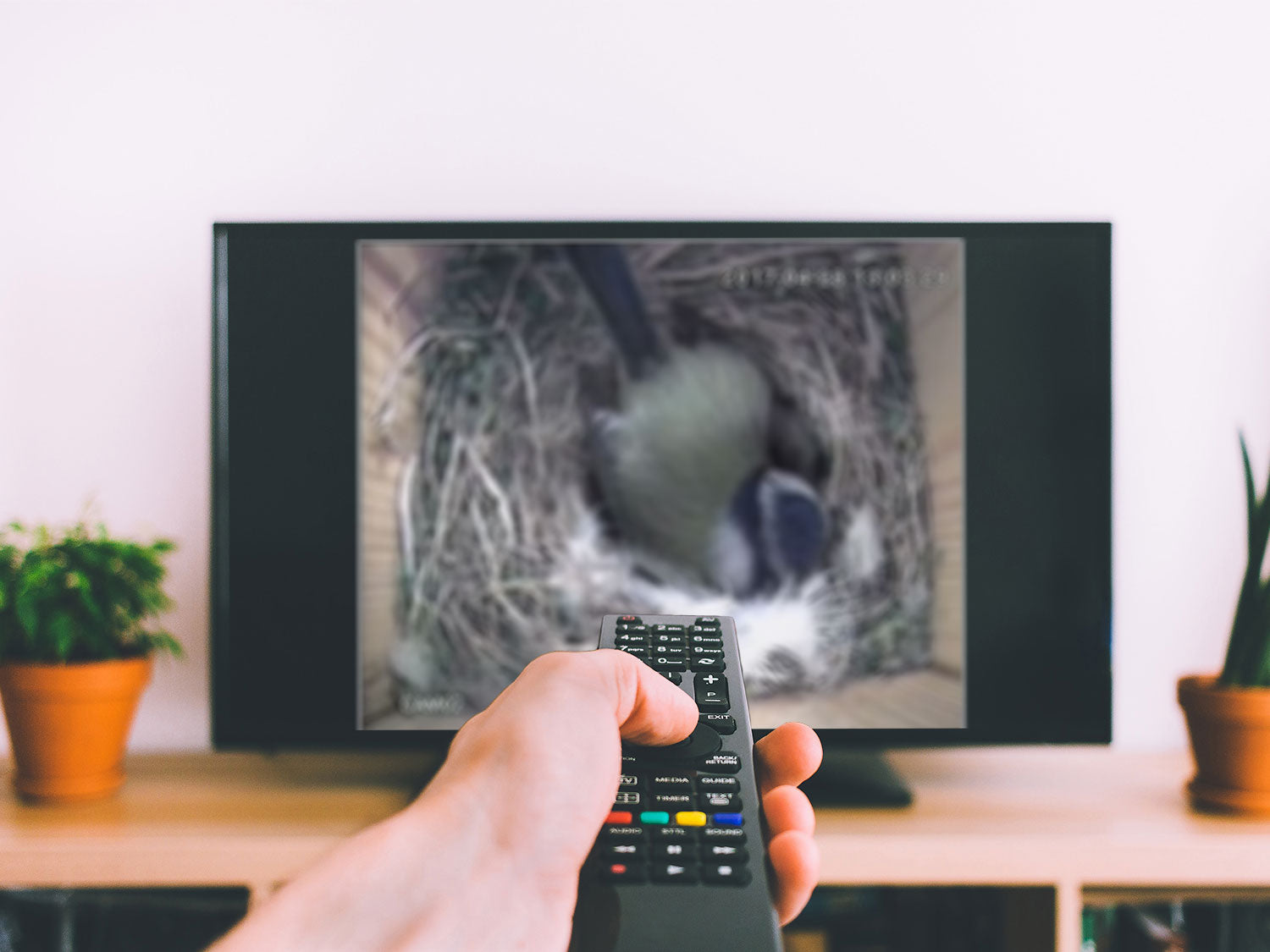 watching bird box video on tv